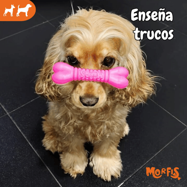 Huesito para razas pequeñas y minis