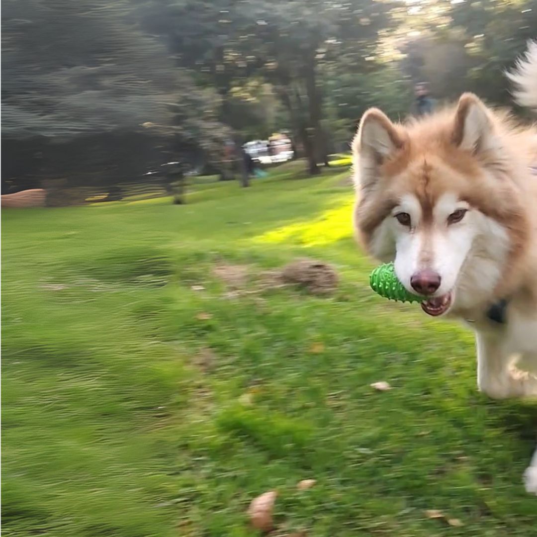 Granada para snacks - Imagen 9